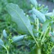 Oak Leaf Goosefoot