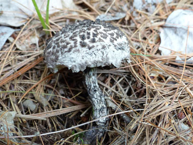 old man of the woods