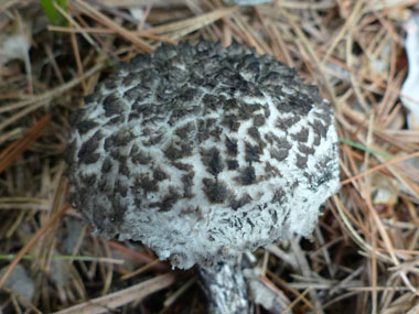 old man of woods cap