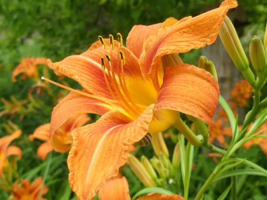 Hemerocallis fulva