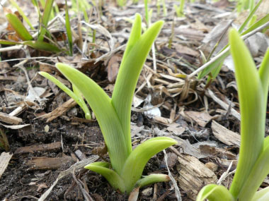 daylily spring growth