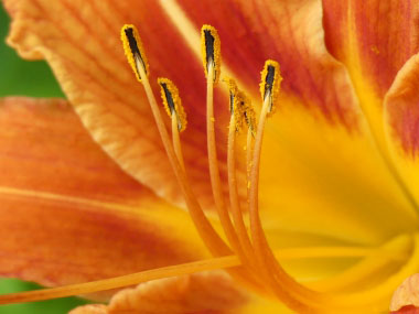 daylily stamens