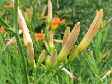 orange daylily buds