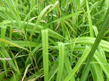 orange daylily leaves