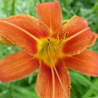 Orange Daylily