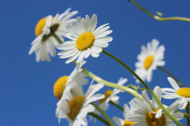 brilliant daisy flowers