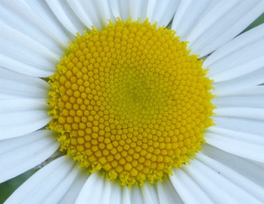 daisy florets