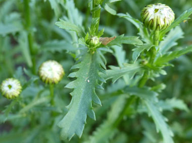 daisy leaf close up