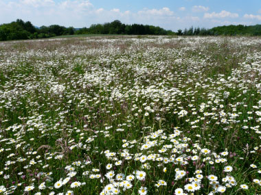 daisy meadow