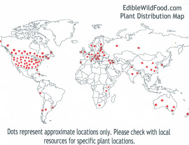 oxeye daisy distribution map