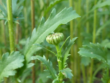 unfurled flower head