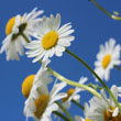 Oxeye Daisy