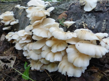 many oyster mushrooms