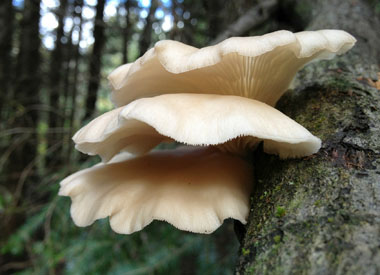 oyster mushrooms side view