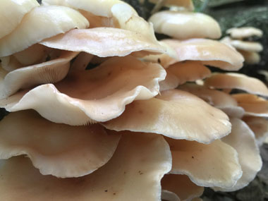 oyster mushrooms