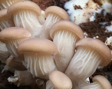 young oyster mushrooms