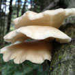 Oyster Mushroom