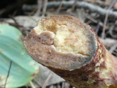 painted bolete stem