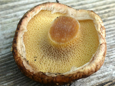 painted bolete tubes