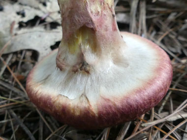 painted bolete veil