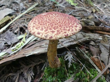 painted bolete