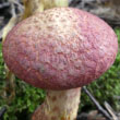 Painted Bolete