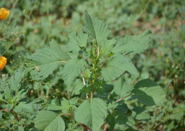 Amaranthus palmeri plant