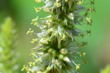 Palmers Amaranth flowers