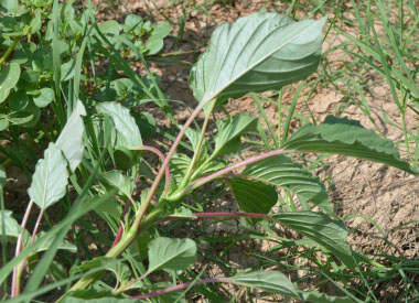 Palmers Amaranth plant
