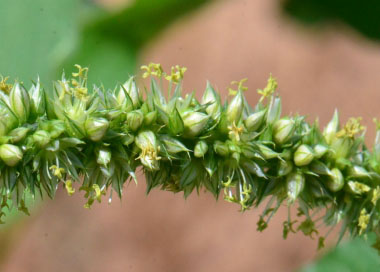 carelessweed flowers