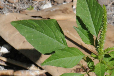 carelessweed leaves