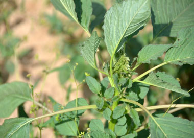 carelessweed plant