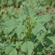 Palmer's Amaranth