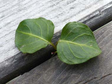 partridgeberry leaves