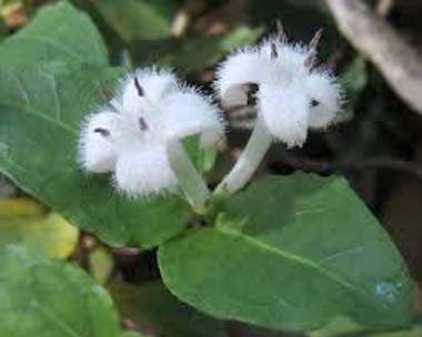 partridgeberry plant