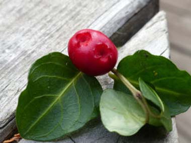 partridgeberry twin