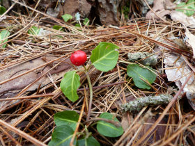 partridgeberry vine