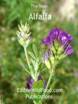 Alfalfa Magazine