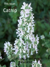 Catnip Magazine