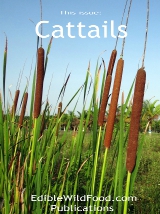 Cattail Magazine