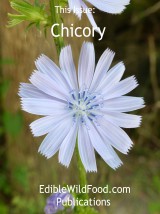 Chicory Magazine
