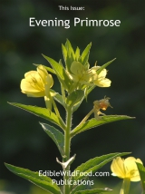 Evening Primrose Magazine