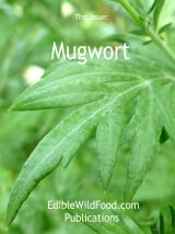 Mugwort Magazine