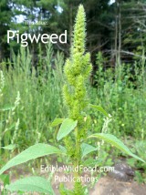 Pigweed Magazine