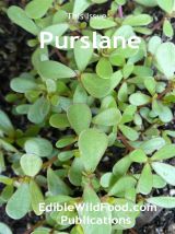 Purslane Magazine