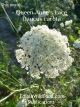 Queen Anne's Lace Magazine