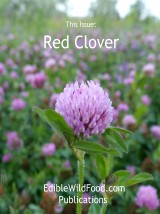 Red Clover Magazine