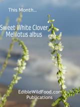 Sweet White Clover Magazine