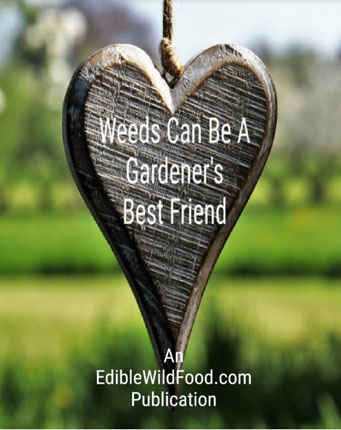Weeds: A Gardeners Friend