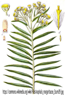 Anaphalis margaritacea